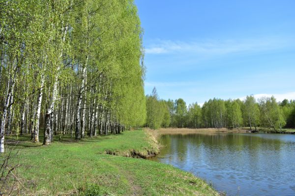 River Birch Pruning in Winter Park
