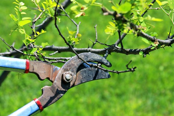 Branches Pruning in Winter Park