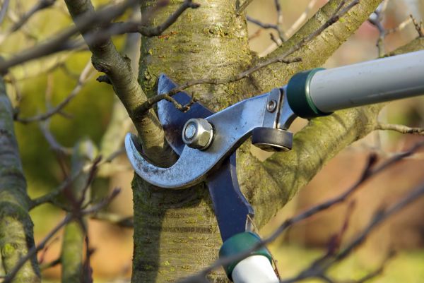 Tree Limb Trimming Service in Winter Park