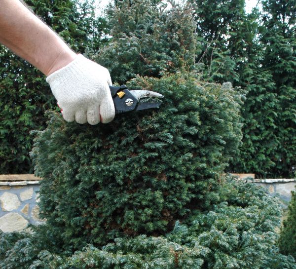 Ornamental Tree Trimming in Winter Park