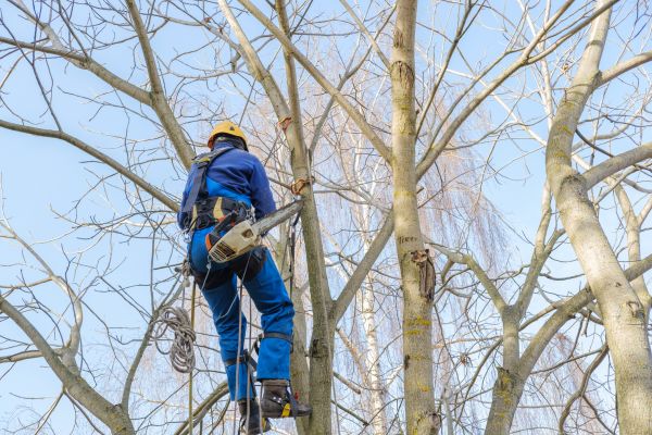Large Tree Trimming in Winter Park