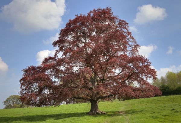 Beech Tree Pruning in Winter Park