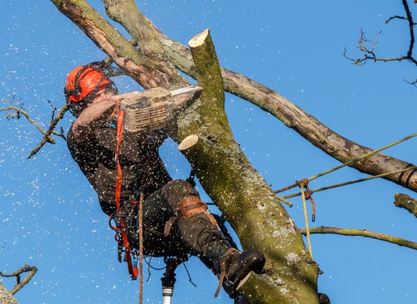 Tree Trimming Service in Winter Park