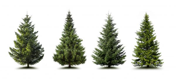 Cost of Pine Tree Trimming in Winter Park