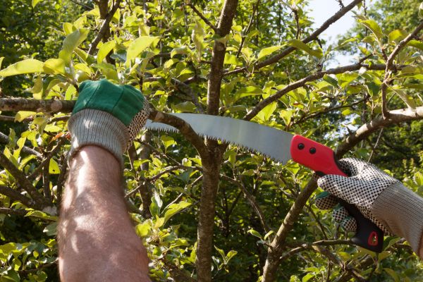 Apple Tree Trimming in Winter Park